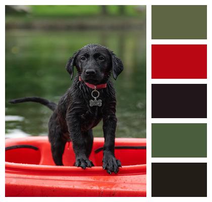 Kayak Black Labrador Labrador Image